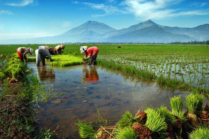 Dukung Swasembada Pangan, Yuk Bantu Modali Petani Melalui 5 Situs Ini
