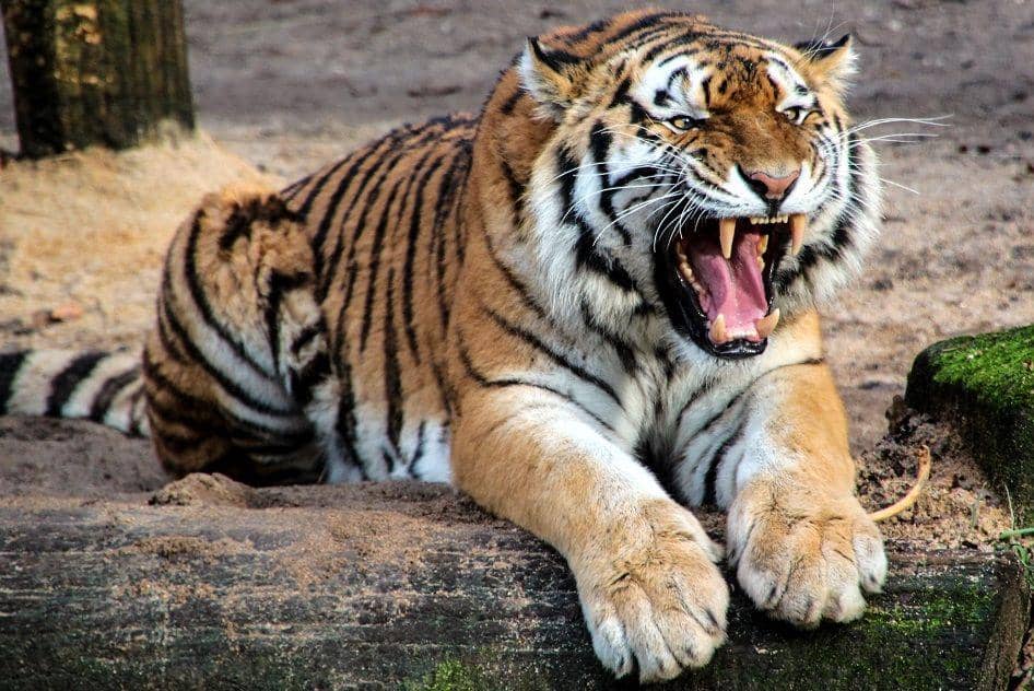 Gak Cuma Berbahaya, Ini 6 Alasan Utama Kamu Jangan Pelihara Hewan Liar