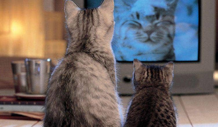 Tak Sekadar Lucu-lucuan, Nonton Video Kucing Punya Manfaat Ini Lho!