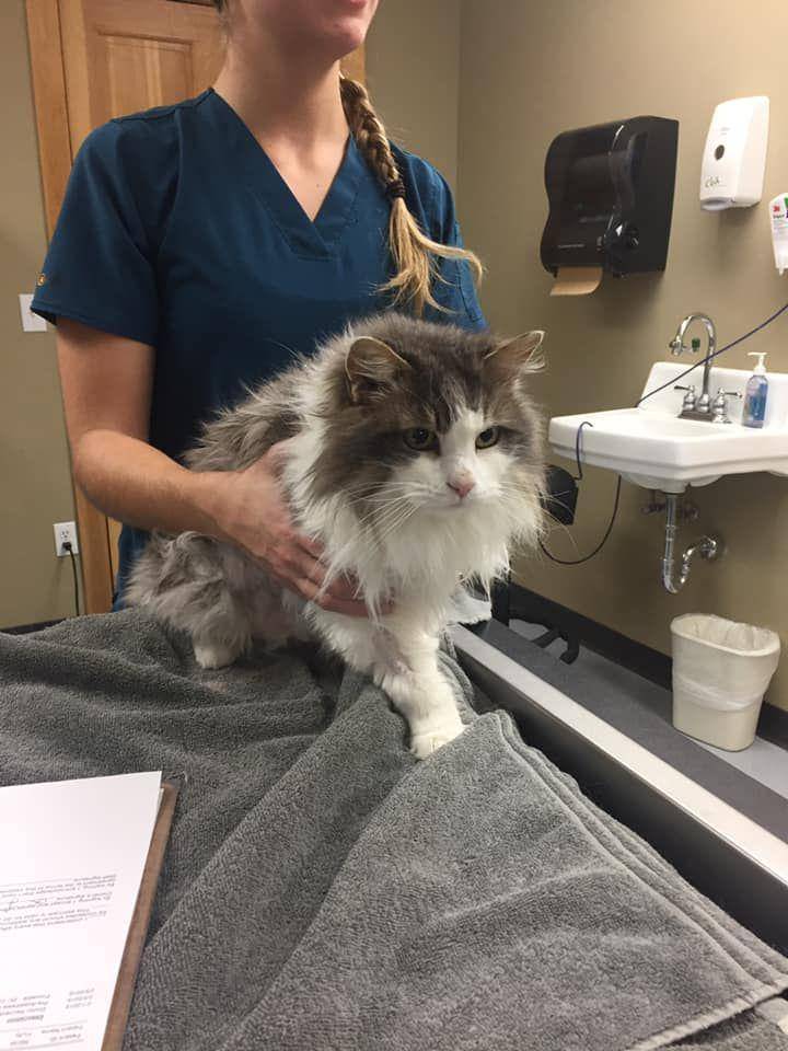 Facebook/Animal Clinic of Kalispellfully