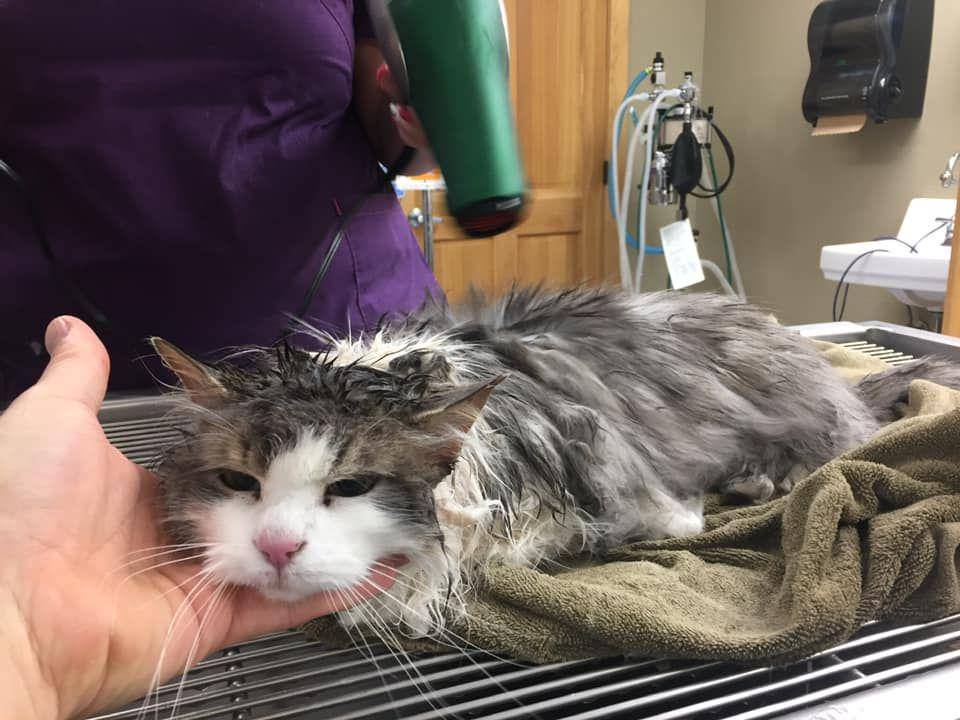 Facebook/Animal Clinic of Kalispell