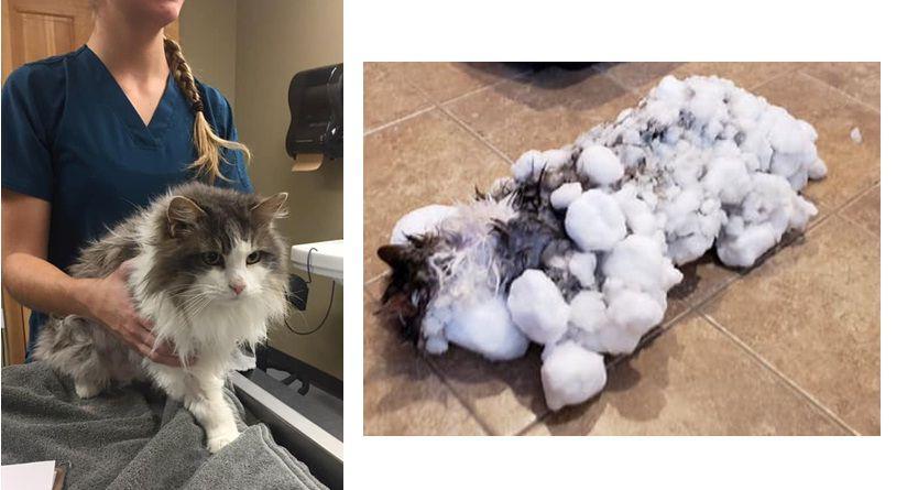 Seekor Kucing Berhasil Selamat Setelah Membeku Akibat Polar Vortex