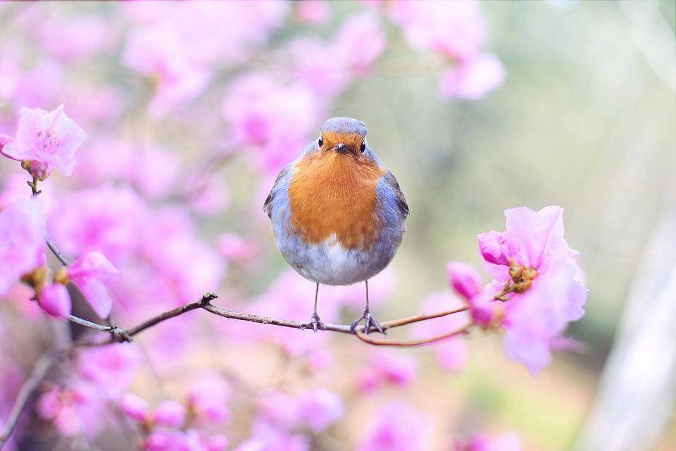 Pixabay.com/jill111