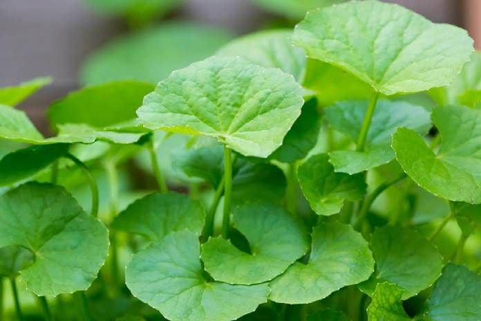 8 Tanaman Indijenes ini Kurang Populer, Namun Kegunaannya  Luar Biasa!