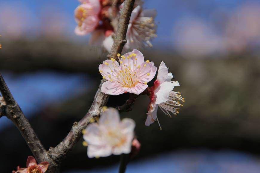 japantimes.co.jp