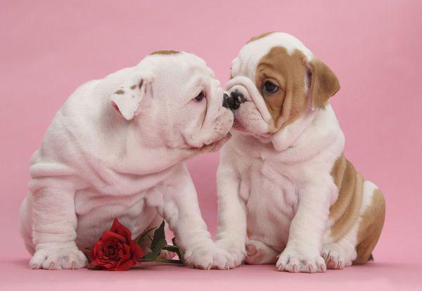 7 Ras Anjing yang Mudah Dirawat, Cocok Buat Para Pemula Nih