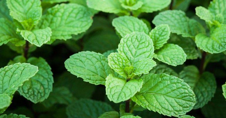 5 Ulasan Tentang Mint yang Perlu Kalian Ketahui