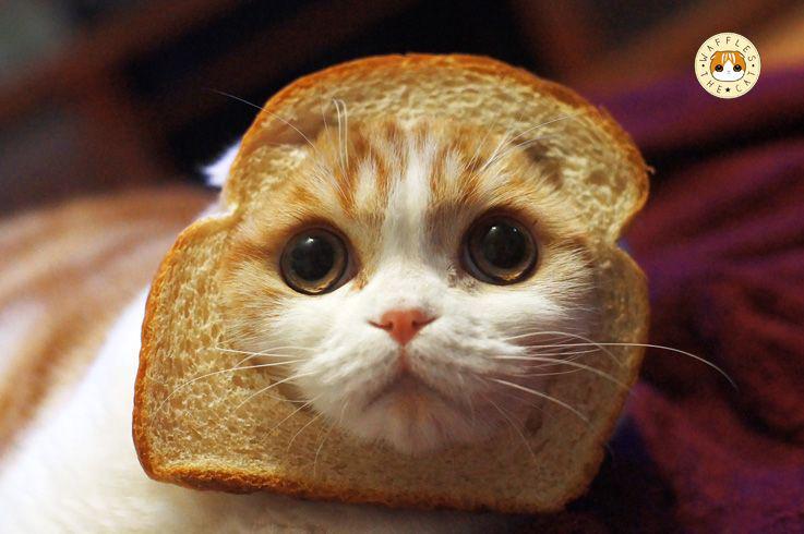 10 Potret Waffles, Kucing Scottish Fold yang Miliki Tiga Juta Fans!