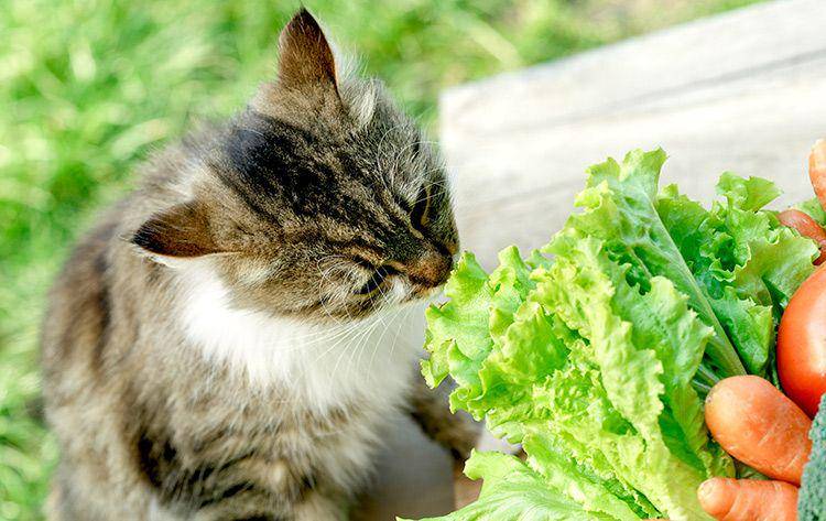 yourcat.co.uk