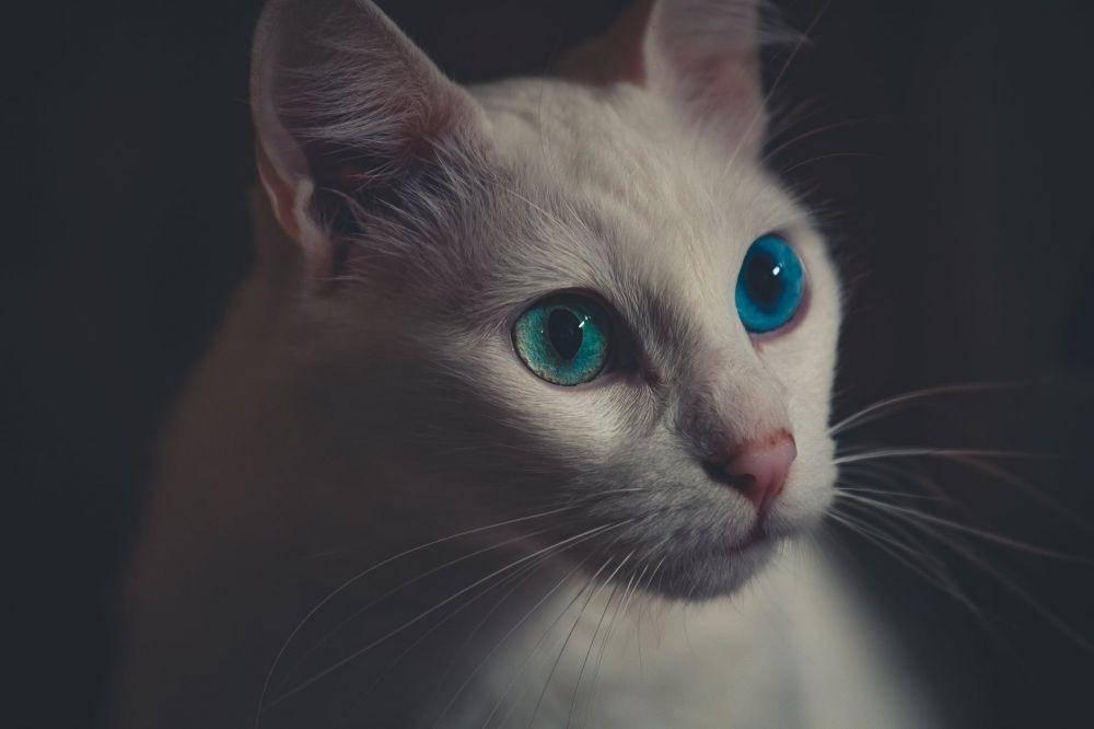 pexels.com/Lucas Pezeta