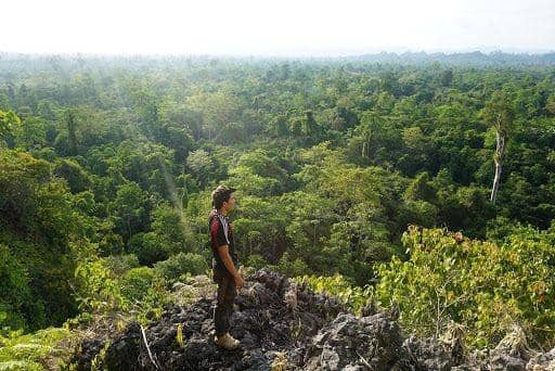 Tau Hutan Sangkulirang? Begini 5 Pesonanya yang Bikin Takjub