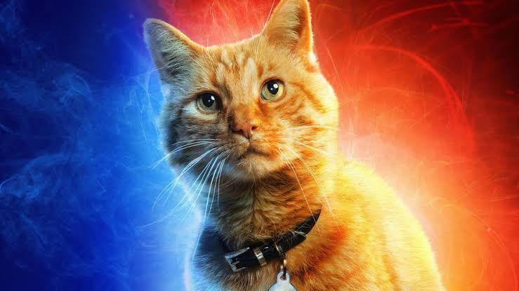 Selain Goose, 15 Kucing Oranye Ini Juga Ikonik Lho di Dunia Sinematik