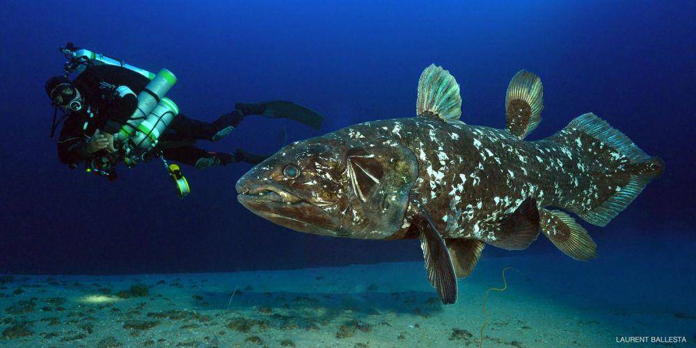 marineprotectedareas.org.za