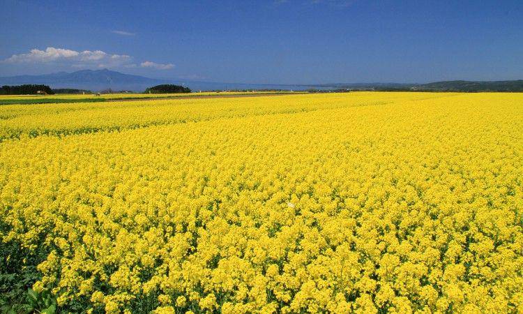 en-aomori.com