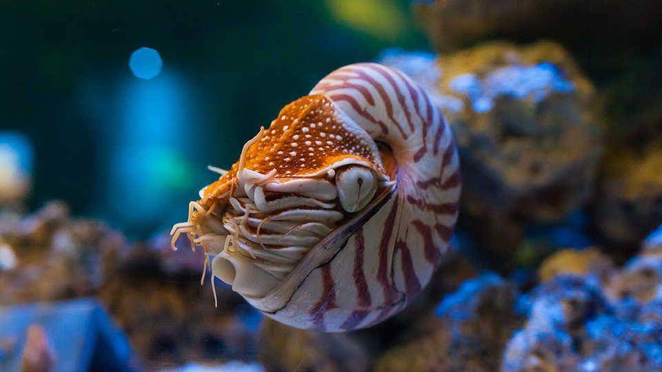 calacademy.org
