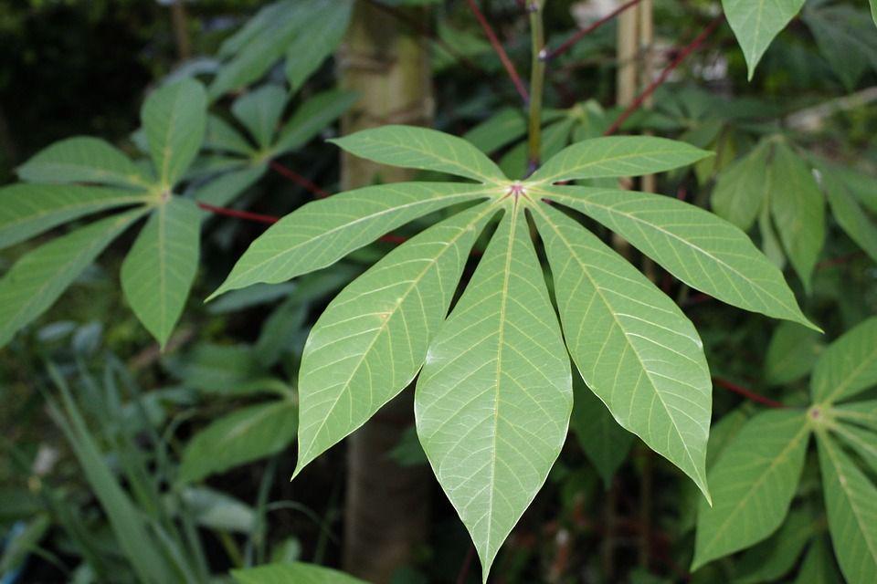 7 Manfaat Daun Singkong untuk Kesehatan Kita, Belum Banyak yang Tahu