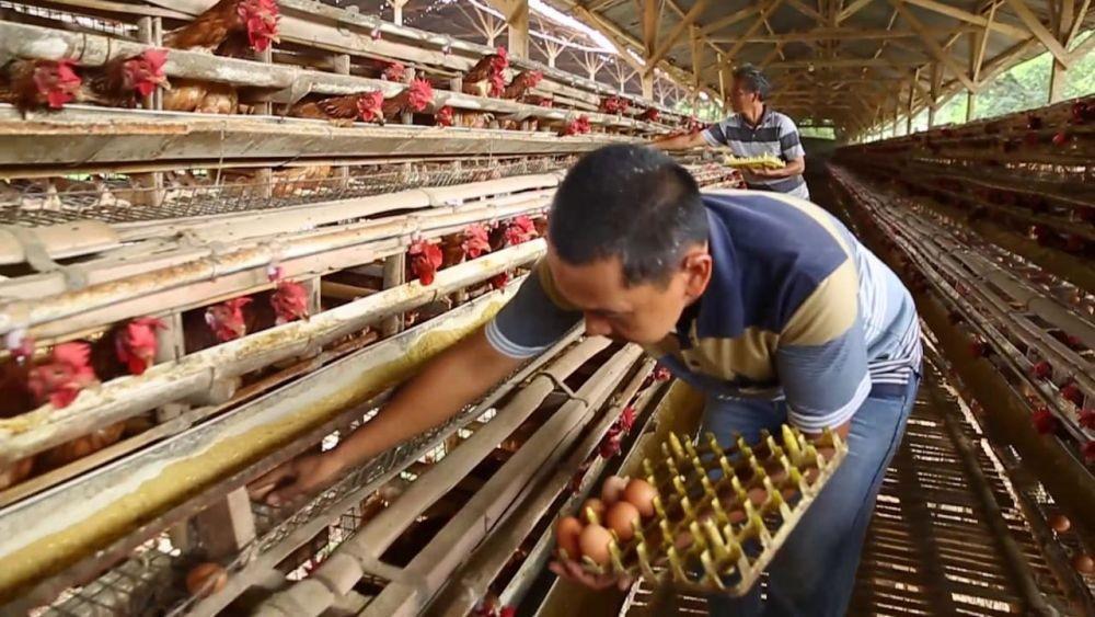 Harga Telur Ayam Naik Gara-gara Pakan Ternak, Pemerintah Beri Insentif
