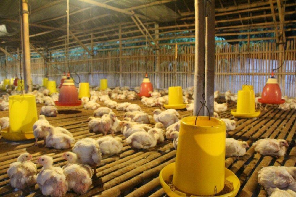 Mati Mendadak, Ratusan Ayam Warga Bandung Barat Kena Flu Burung