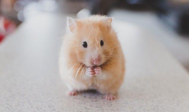 Pelihara Hamster? Ini 5 Tips Mudah untuk Merawatnya