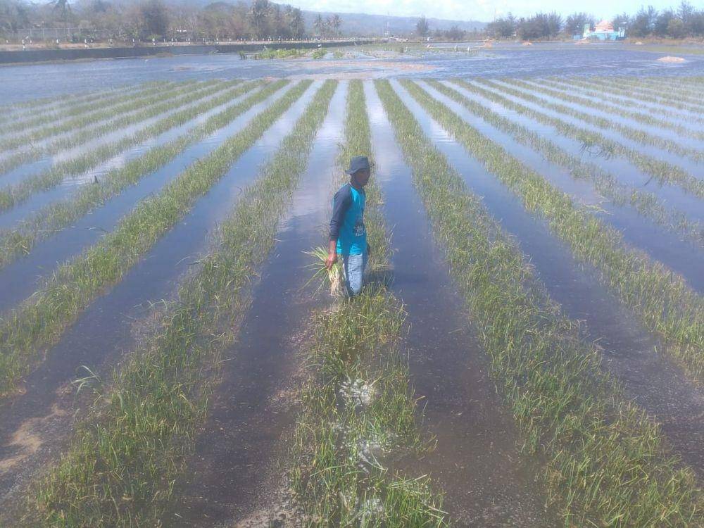 IDN Times/Daruwaskita