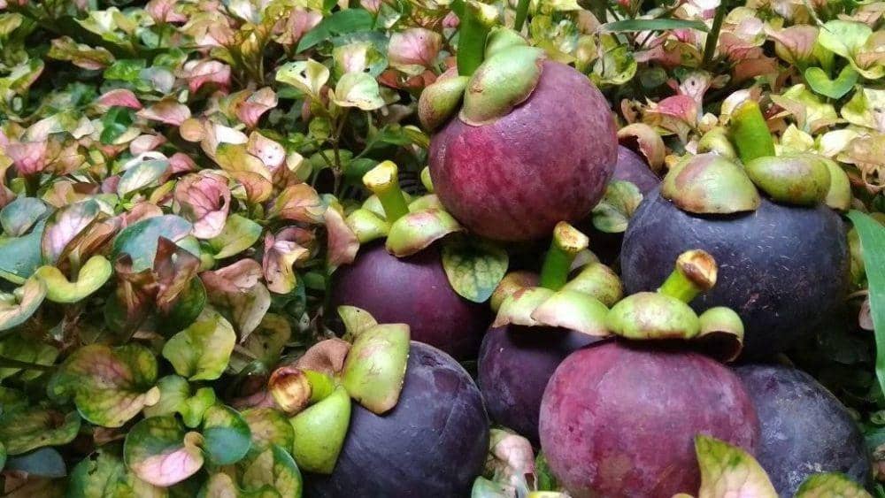 Pemkab Purwakarta Jadikan Buah Manggis Sebagai Magnet Pariwisata