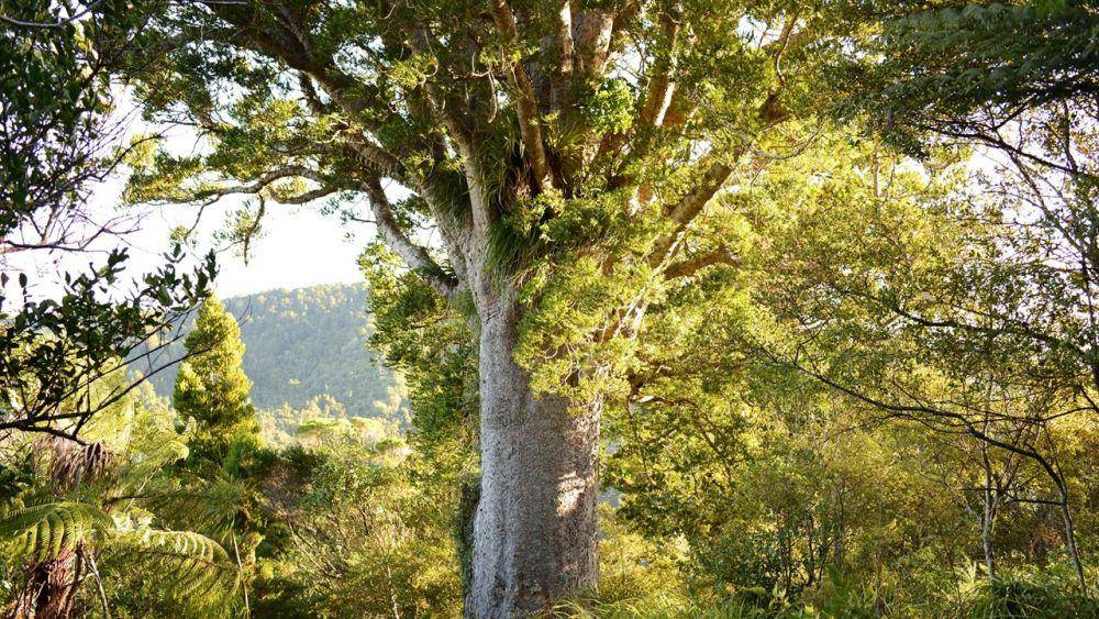 kauridieback.co.nz