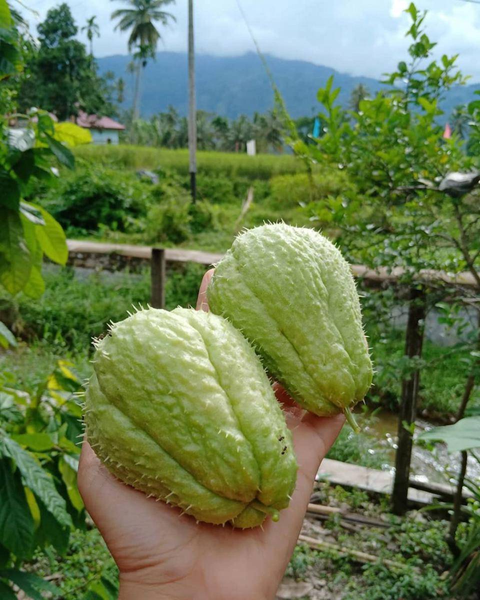 Instagram.com/anyahgarden