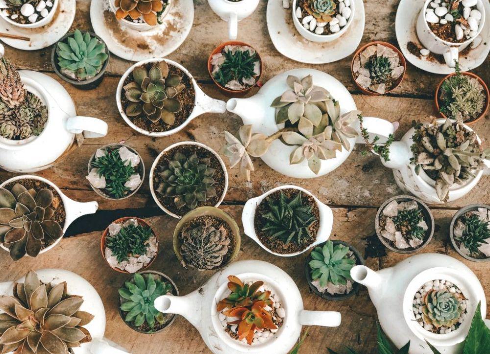 5 Tips Merawat Tanaman Sukulen dan Kaktus untuk Pemula, Mudah Kok!