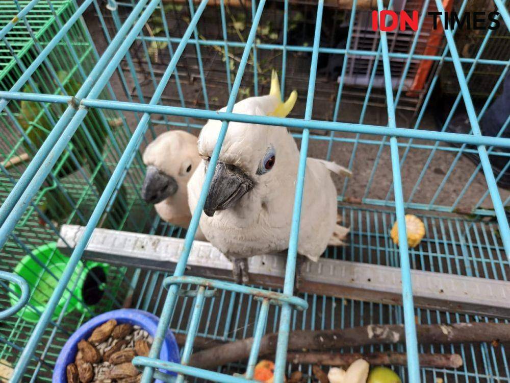 IDN Times/Fitria Madia