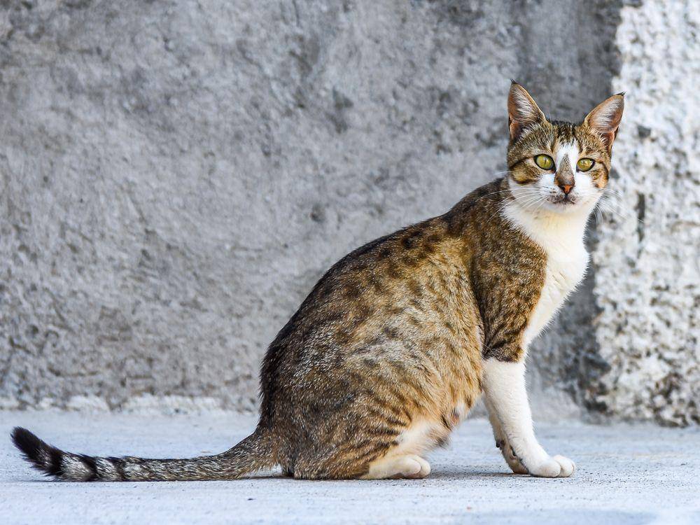 ukpets.com