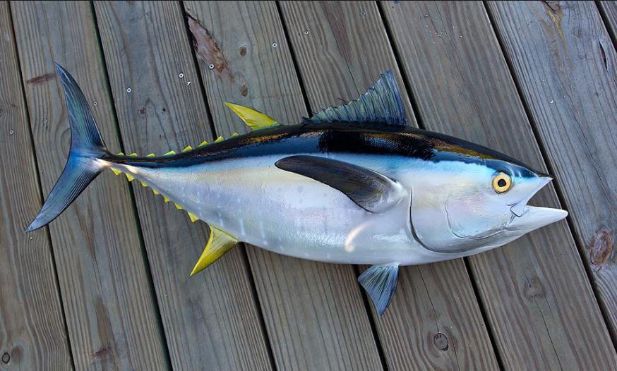 6 Fakta Tuna, Ikan Bergizi Kebanggan Perikanan Indonesia