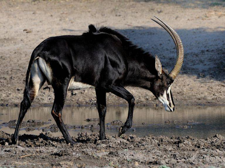 Sable Antelope (howieswildlifeimages.com)