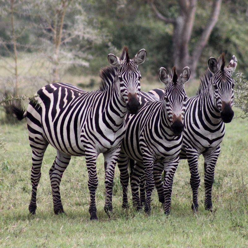 Zebra (unsplash.com/@wolf51)