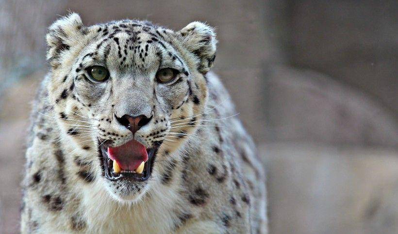 Macan Tutul Salju (aboutanimals.com)