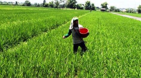 https://madiun.solopos.com/read/20150811/516/631991/sarana-pertanian-petrogres-garap-pasar-pupuk-premium