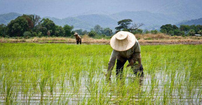 https://mediaumat.news/hukum-menyewakan-lahan-pertanian/