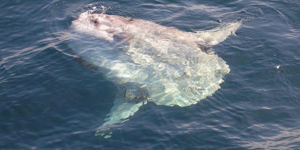Ikan Mola Mola, Ini 7 Fakta Uniknya Selain Mudah Terdampar di Pantai
