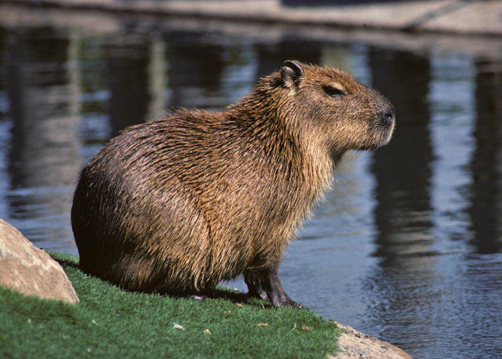 capybara (animalspot.net)