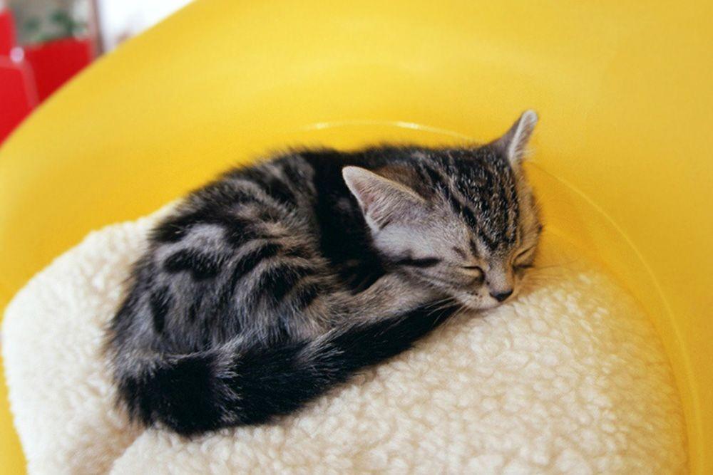 [QUIZ] Kami Tahu Kucing Apa yang Paling Cocok Menggambarkan Karakteristik Sifat Kamu? Cek Disini!