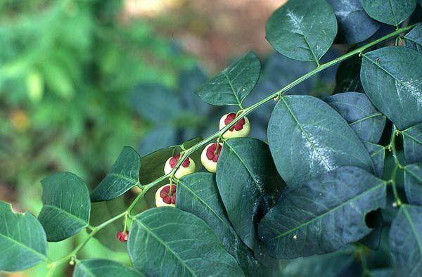 asianflora.com