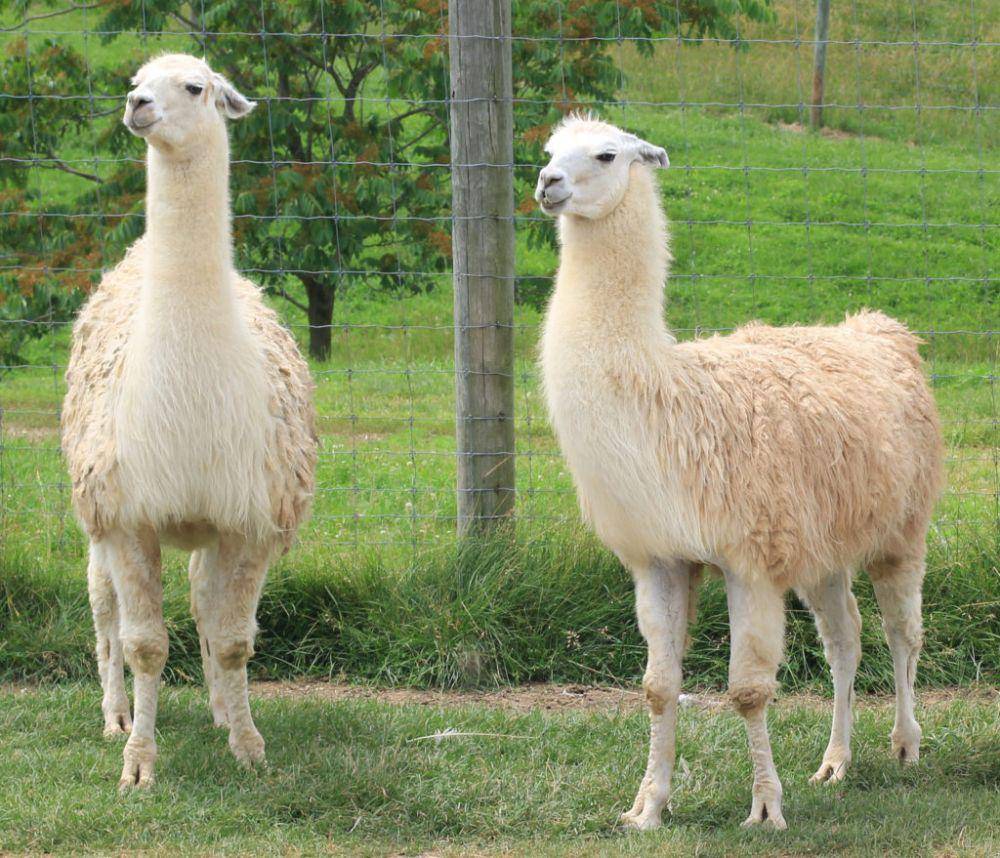 animalcorner.co.uk