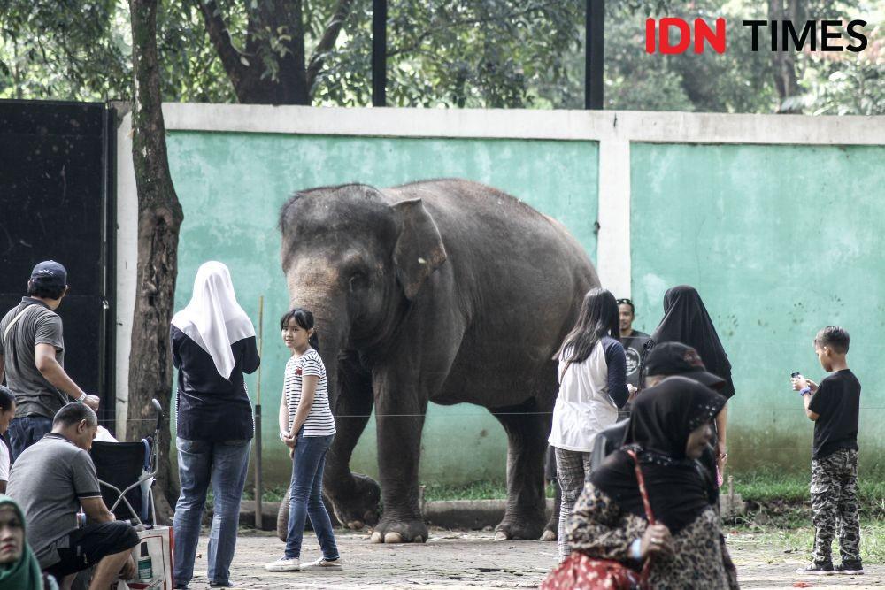 Tidak Cuma Angklung Udjo, Kebun Binatang Bandung Juga Terus Merugi