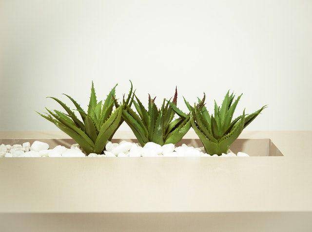 ilustrasi aloevera (Pexels.com/Cecília O. Tommasini)