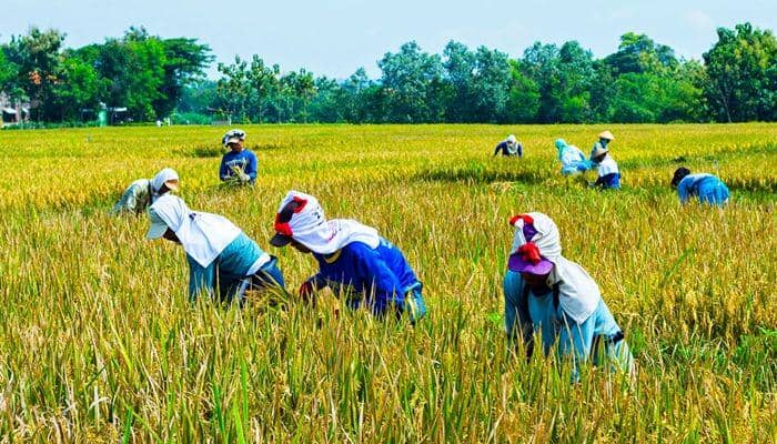http://totabuan.co/2018/03/potensi-pertanian-dan-peternakan-masih-jadi-andalan-di-kota-kotamobagu/