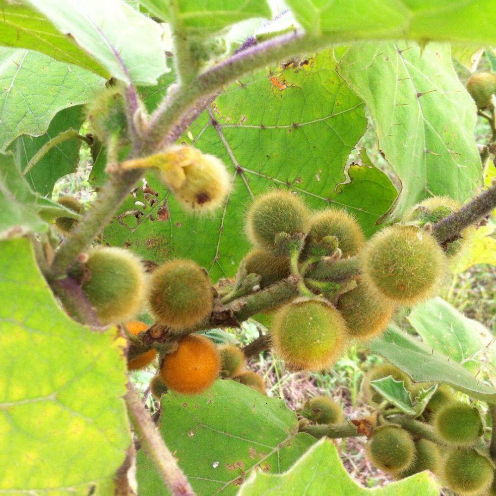 8 Buah yang Biasa Ditambahkan pada Sambal Khas Kalimantan