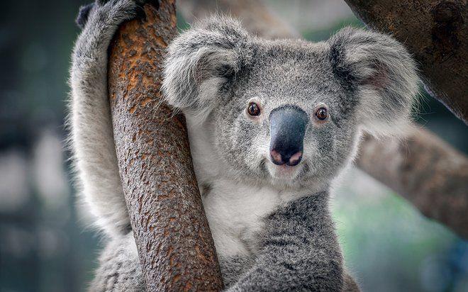 6 Satwa Endemik Australia Ini Jauh Menggemaskan dari Koala