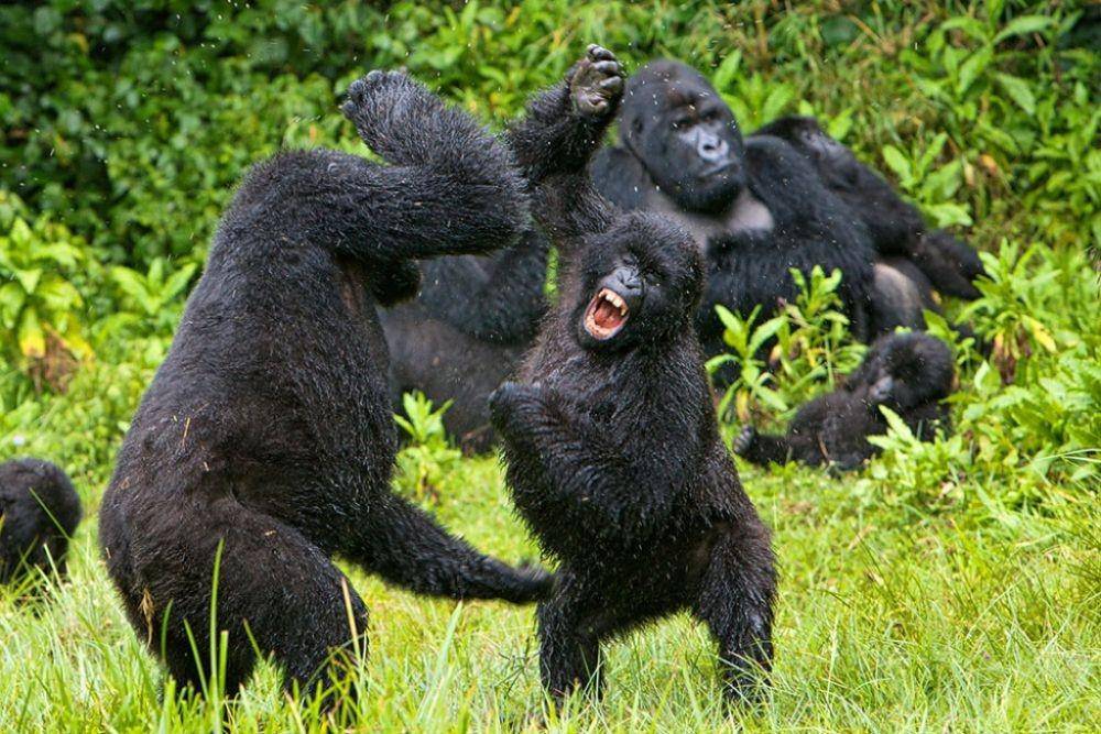 virungaparkcongo.com