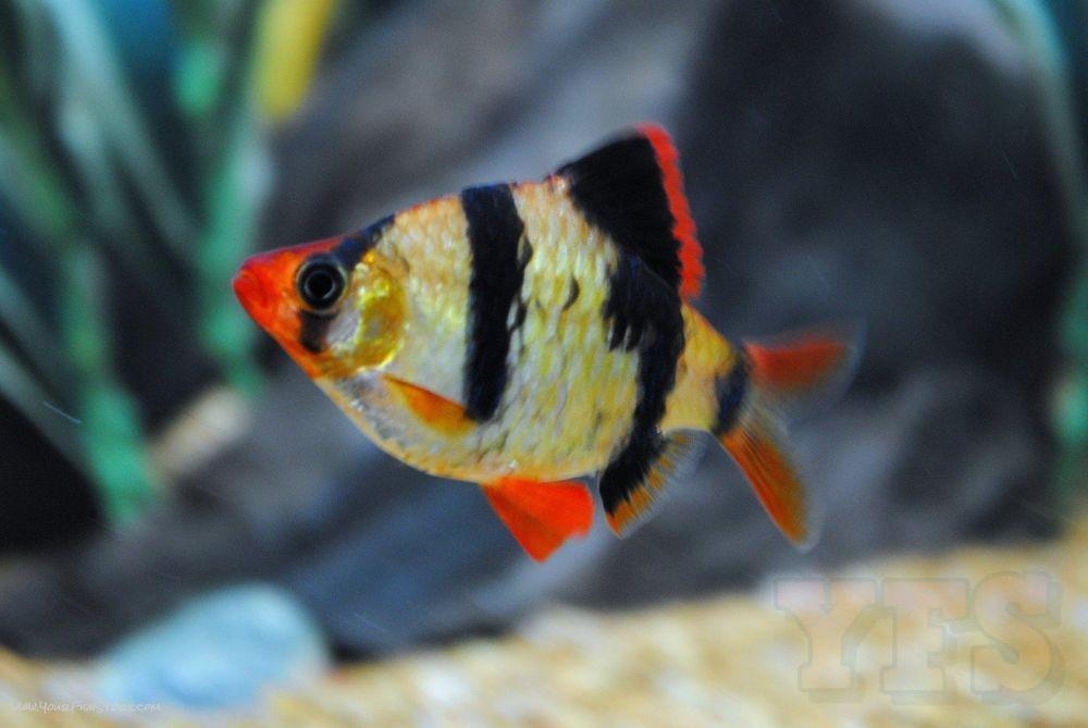 7 Jenis Ikan Hias Air Tawar yang Unik dan Menarik untuk Dipelihara