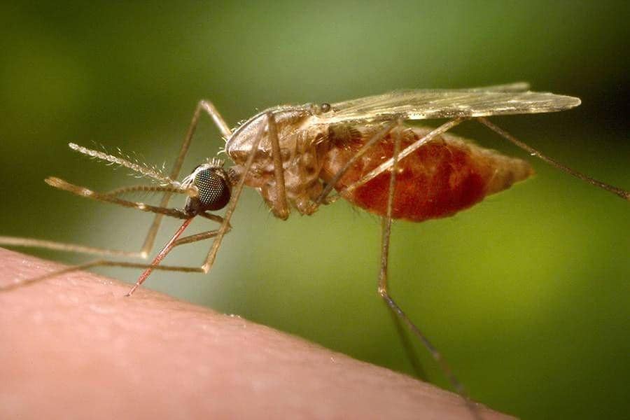 13 Penyebab Penyakit Malaria, Risiko Kesehatan Tropis yang Mematikan