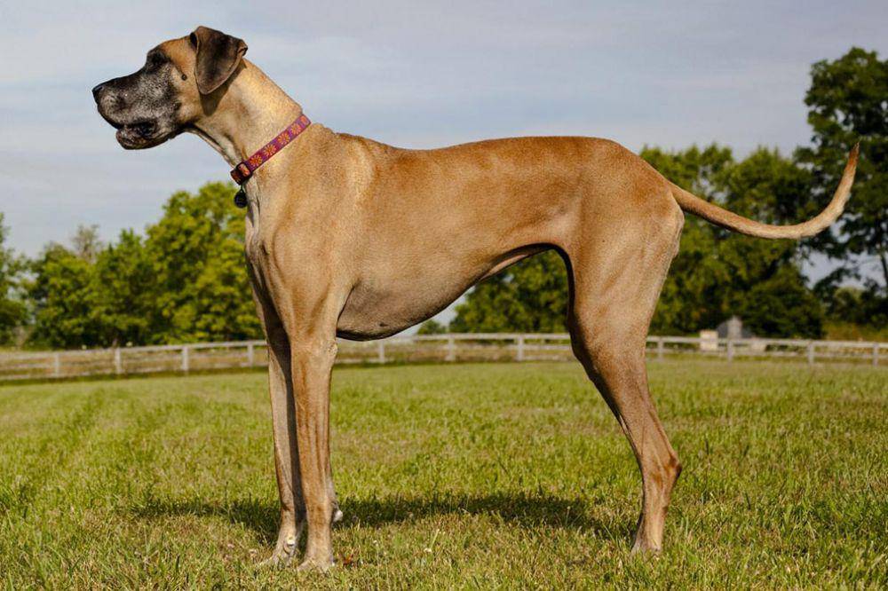 selectadogbreed.com